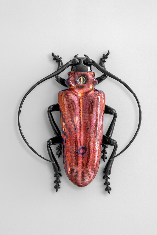 Byrrus iridescens auxiliadoris